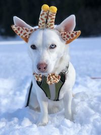 Portrait of white dog