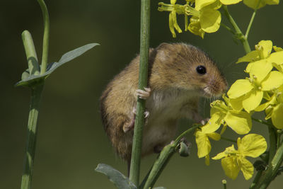 Close-up of squirrel on plant