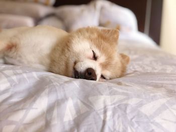 Dog sleeping on bed at home