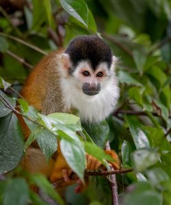 Monkey sitting on branch in forest