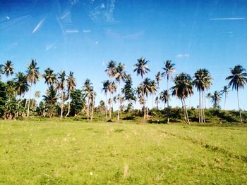 Palm trees on field against blue sky