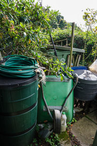 Plants in yard