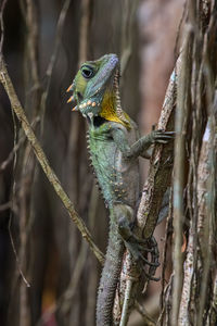 Close-up of lizard on tree trunk