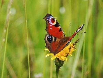 Close-up of butterfly pollinating on flower