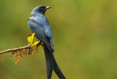 Close-up of bird perching on branch