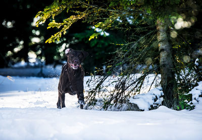 Dog standing on snow covered land