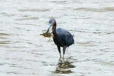 Bird on lake