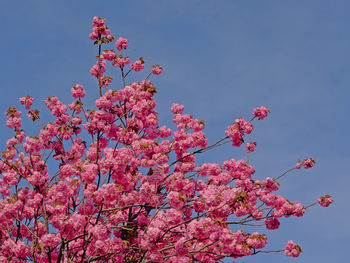 Low angle view of pink cherry blossoms in spring