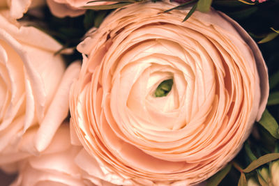 Beige pink fresh rose petals in macro. soft focus. backdrop for wedding invitation. valentines day 