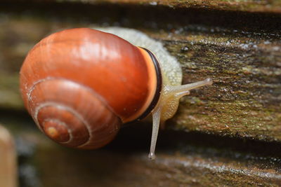 snails and slugs