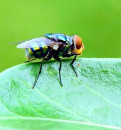 Close-up of fly on flower