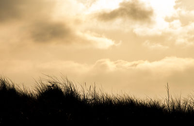 Plants growing on land against sky during sunset