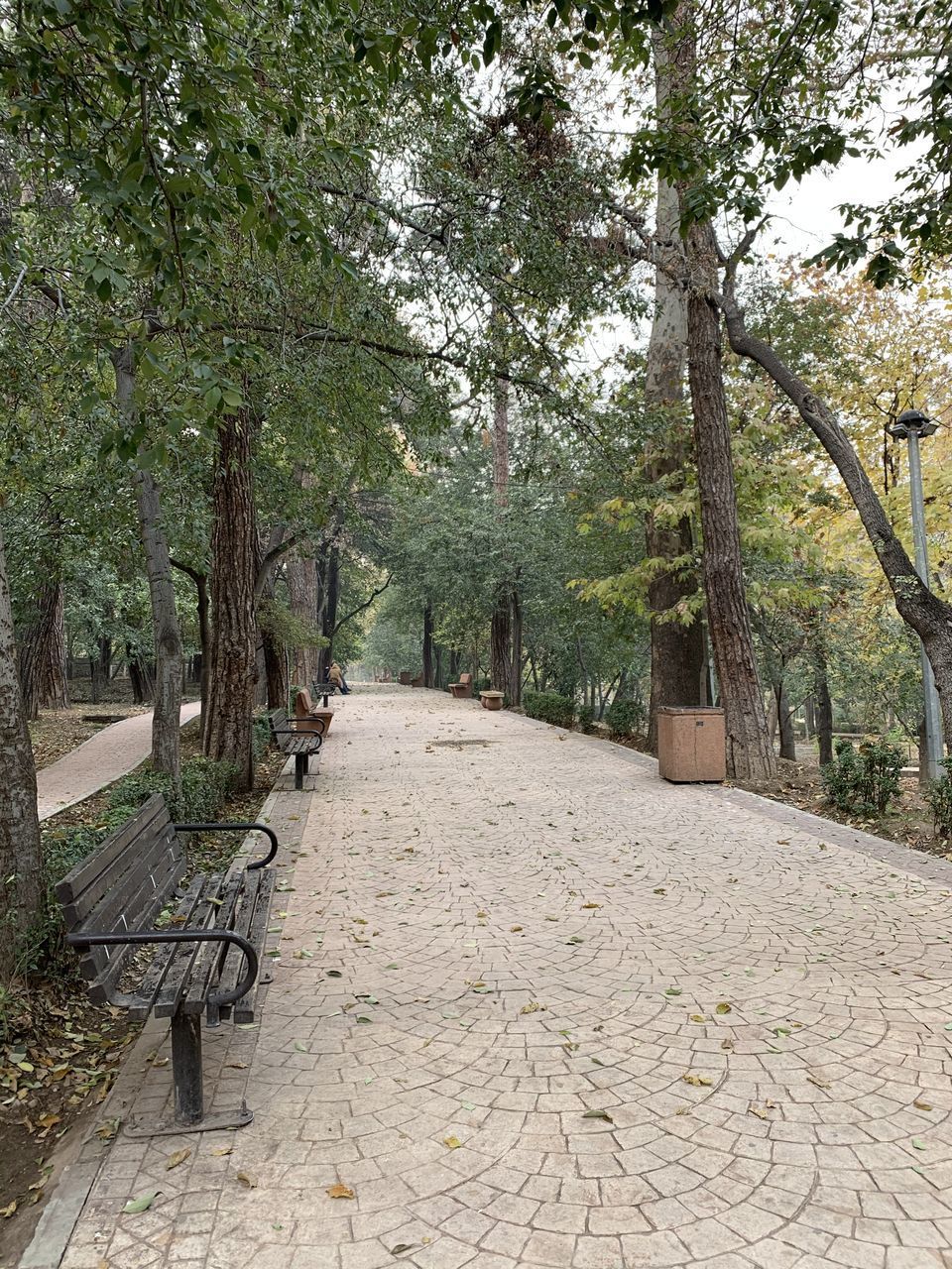 EMPTY FOOTPATH AMIDST TREES
