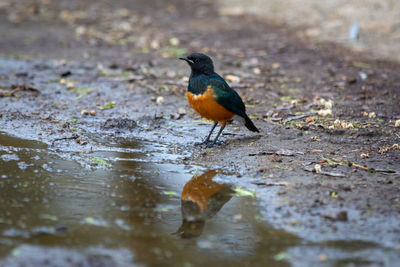 Bird perching on land