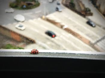 Close-up of ladybug