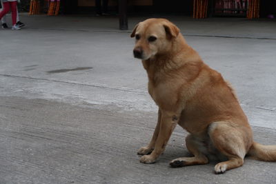 Dog looking away while sitting on street