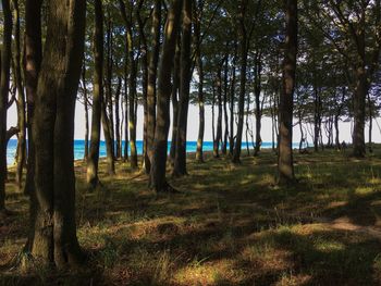 Trees in forest