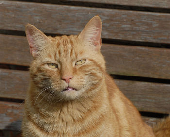 Close-up portrait of ginger cat