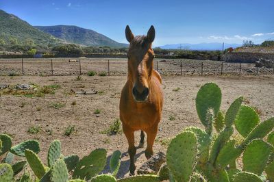 Horse standing on field against sky