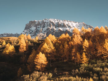 Low angle view of trees and mountains during autumn
