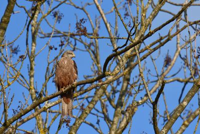 Low angle view of red kite  perching on tree against blue sky