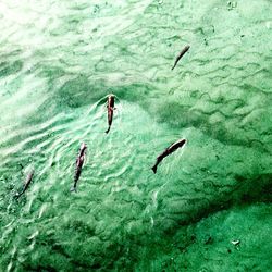 High angle view of man swimming in sea