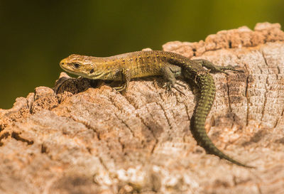 Close-up of lizard on rock