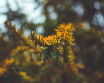 Close-up of flowers against blurred background