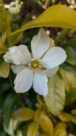 Close-up of white flower