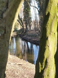 Scenic view of lake amidst trees in forest