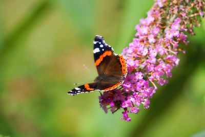 Close-up of butterfly pollinating on purple flower