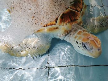 Close-up of fish swimming in sea