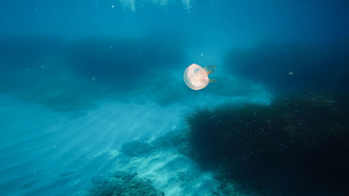 Little jellyfish swim underwater in the ocean