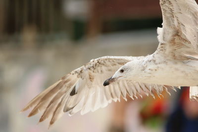 Close-up of eagle flying against blurred background