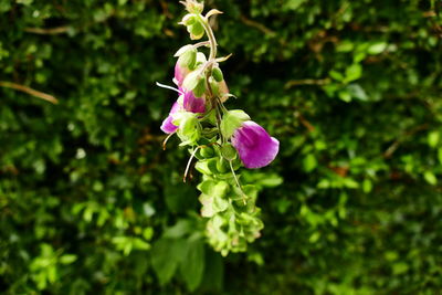 Close-up of plant growing outdoors