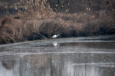 Birds swimming in lake