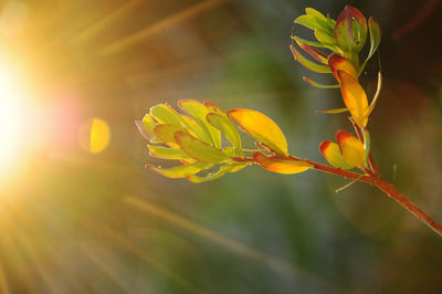 Close-up of yellow flowering plant