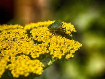 Close-up of insect on yellow flower