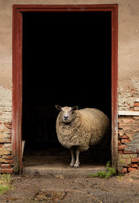 Picturesque sheep with white fur standing in a doorway. rural farm animal. free space to write.