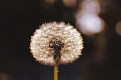 Close-up of flower against blurred background