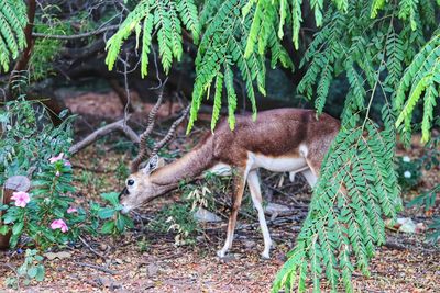 Blackbuck in a forest