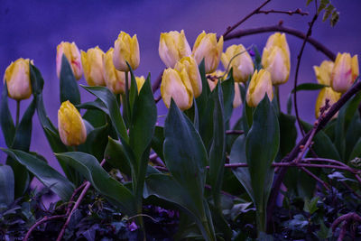 Close-up of yellow flowering plant