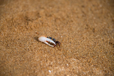 High angle view of insect on sand