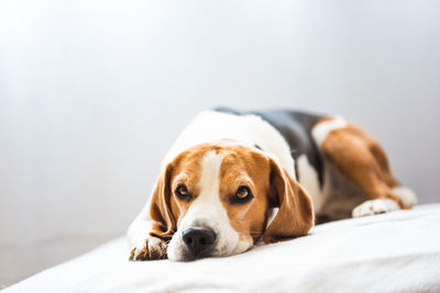 Beagle dog tired sleeps on a cozy sofa. tricolor purebred background