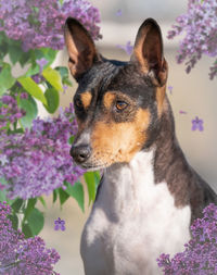 Close-up of a dog looking away