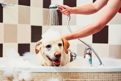 Midsection of woman with dog in bathroom