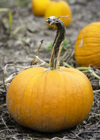 Close-up of pumpkin on field during autumn