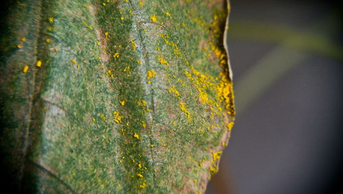 Close-up of moss growing on tree trunk