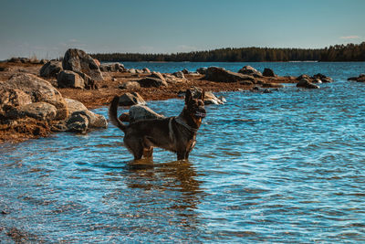 View of dog on beach against sky