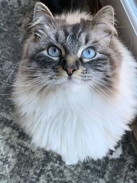 Close-up portrait of a cat